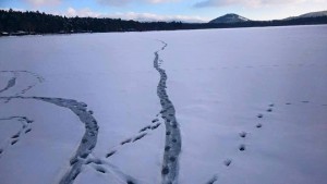 Hamerské jezero je prozatím zakonzervovánou pod vrstvou sněhu, který prozatím narušila jen liška, která tudy táhla uhynulé tostolobiky